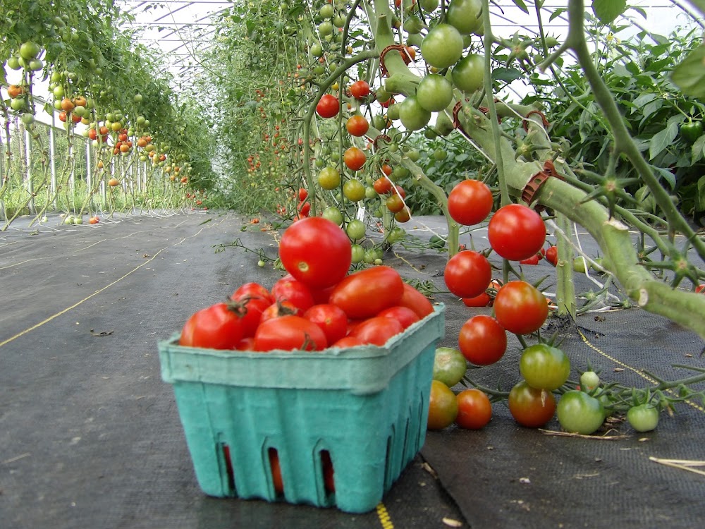 Radliff Hollow Farm and Nursery